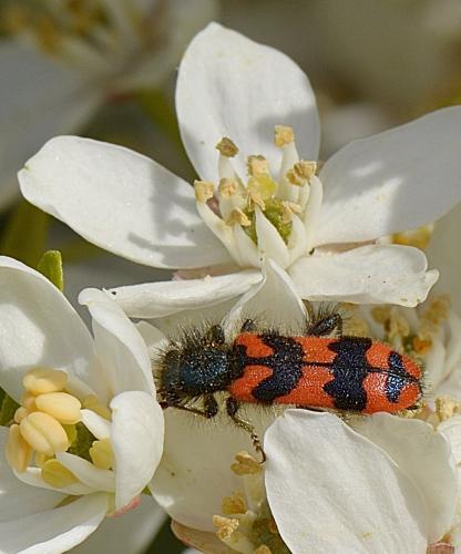 Réf. 205 858 : Trichodes alvearius